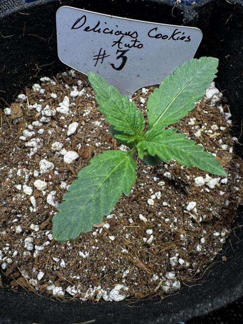 Delicious Cookies Auto. Week 2