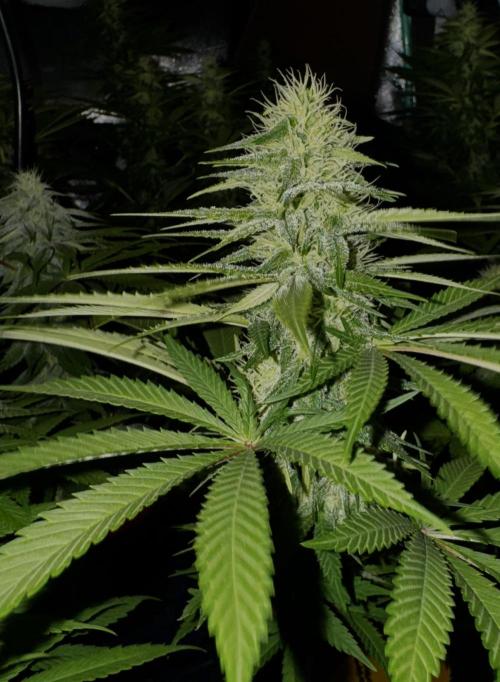 Pure skunk Go Fast. Week 11