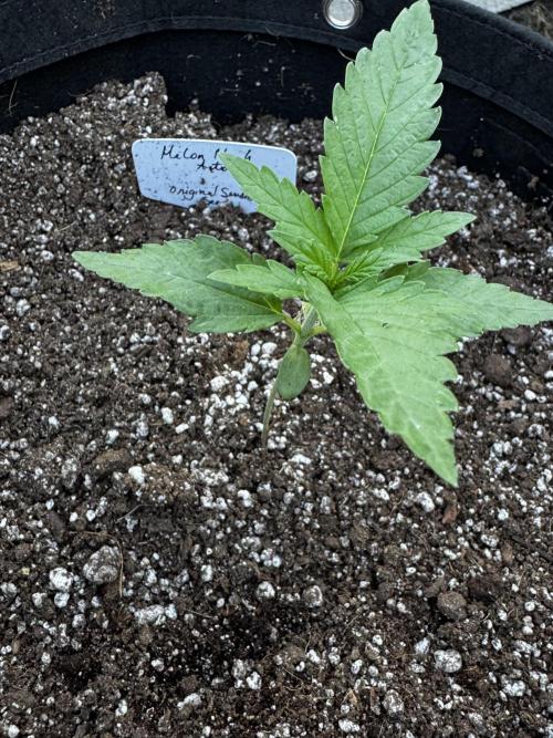 Melon Mosh Auto. Week 2