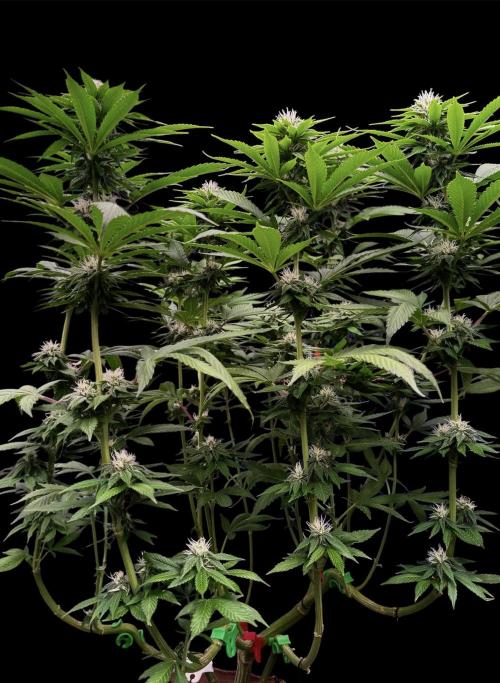 Sour Diesel. Week 13