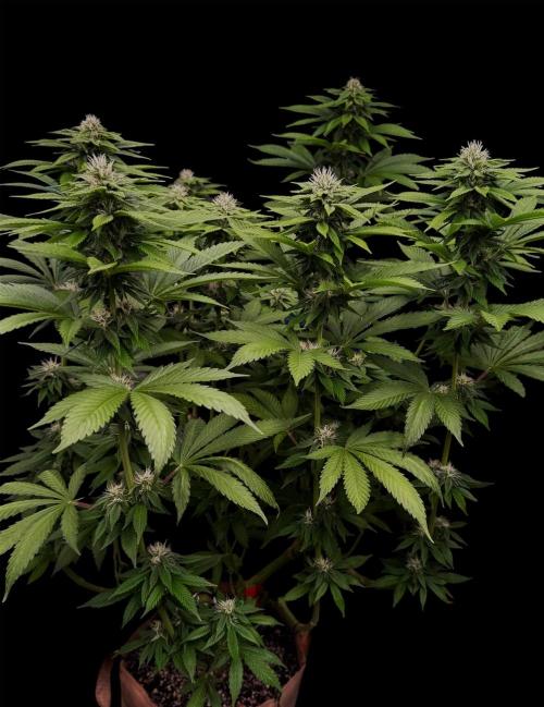 Sour Diesel. Week 13