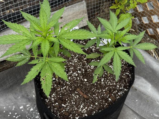 Lemon Haze Auto. Week 5