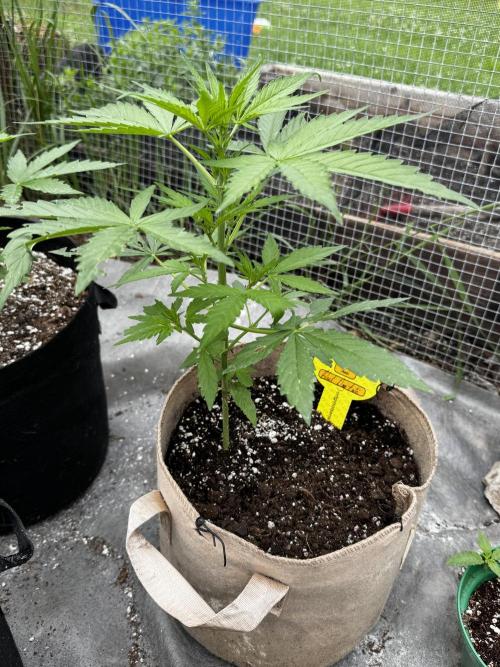 Black Dog Auto. Week 4