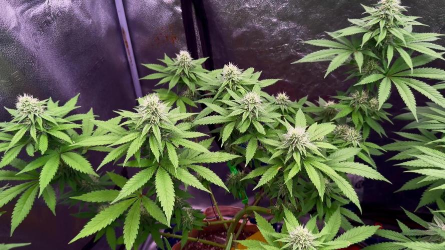 Pure skunk Go Fast