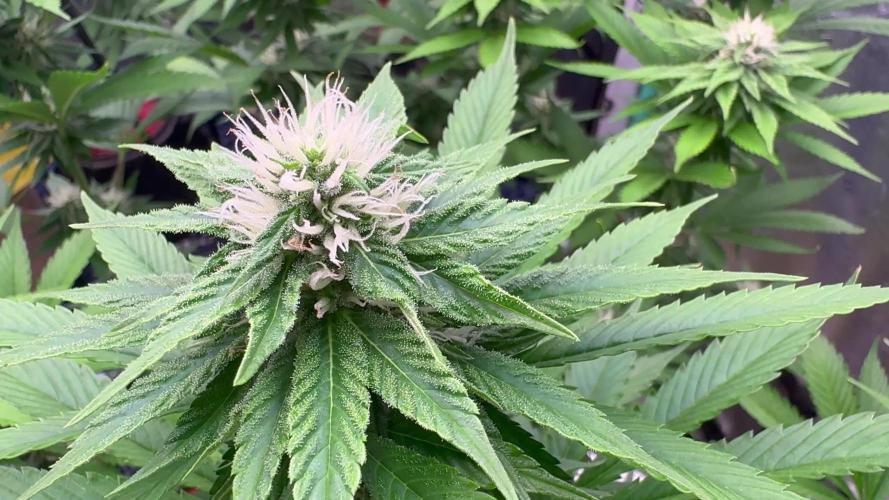 Sour Diesel