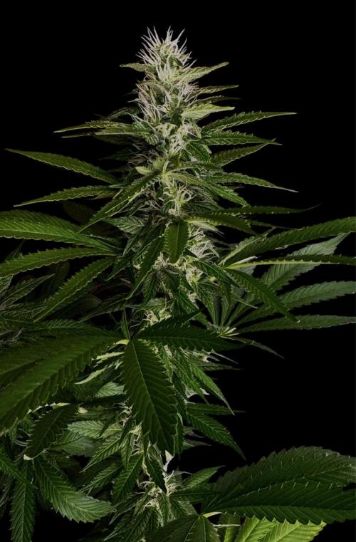 Sour Diesel . Week 13