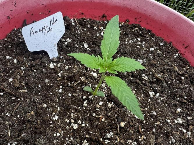 Pineapple Pulse Auto. Week 2