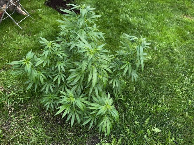 White Widow. Week 14