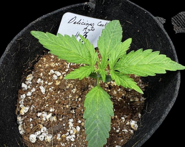 Delicious Cookies Auto. Week 2