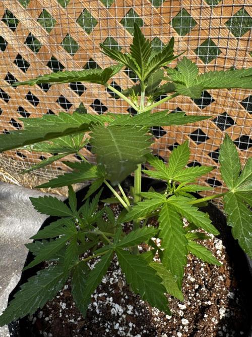 Black Dog Auto. Week 5