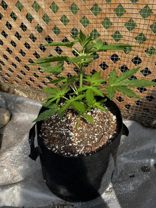 Black Dog Auto. Week 5