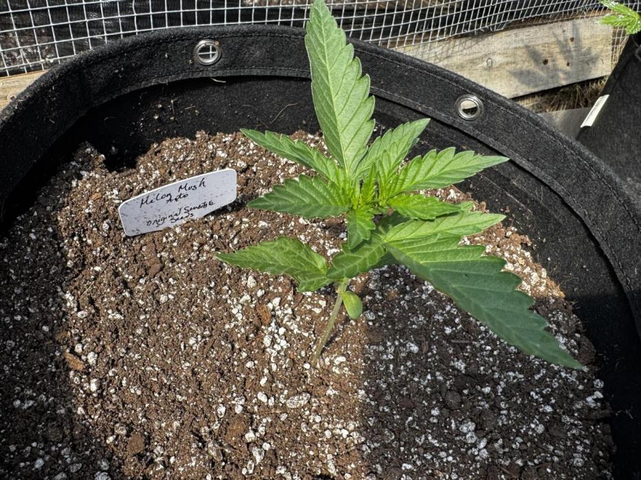Melon Mush. Week 3