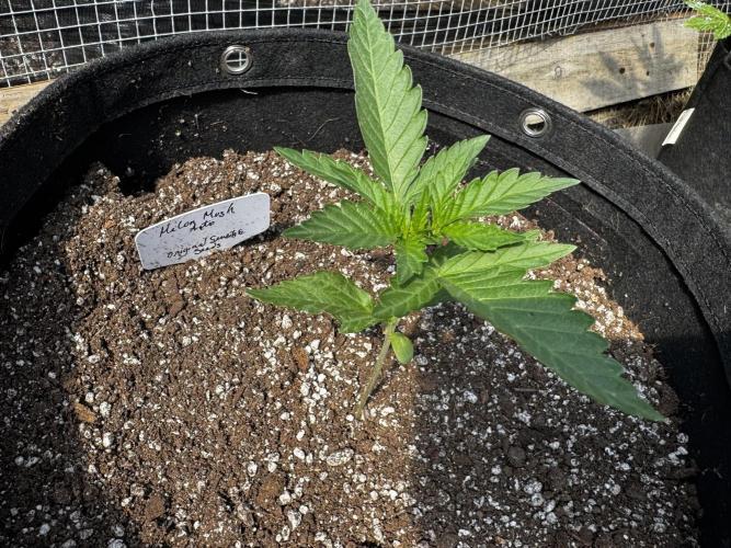 Melon Mosh Auto. Week 3