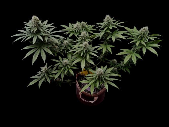 Pure skunk Go Fast. Week 11 - D5