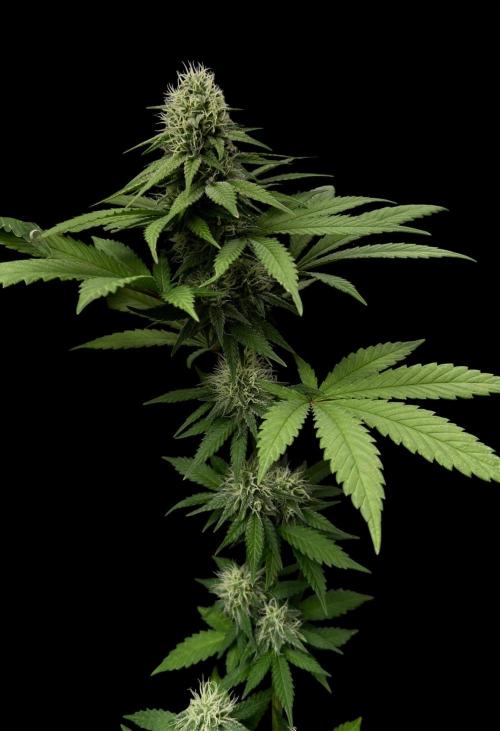 Pure skunk Go Fast. Week 11 - D5