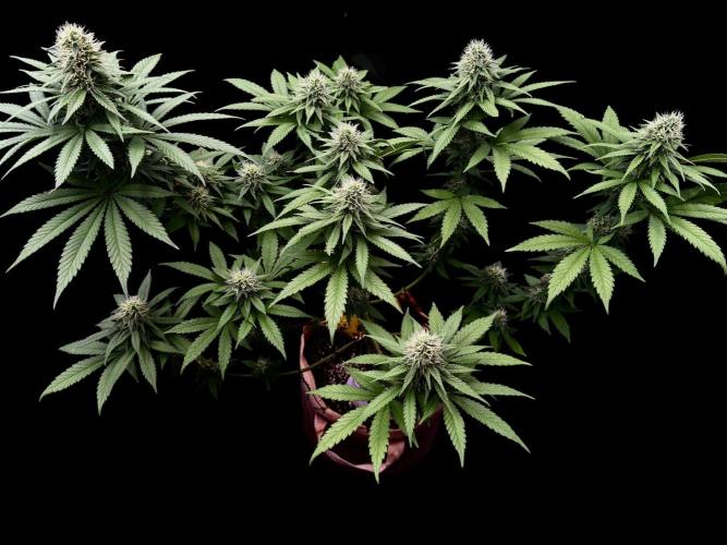 Pure skunk Go Fast. Week 11 - D5
