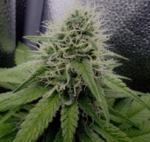 Pure skunk Go Fast. Week 11
