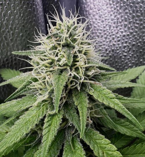 Pure Skunk Go Fast. Week 11