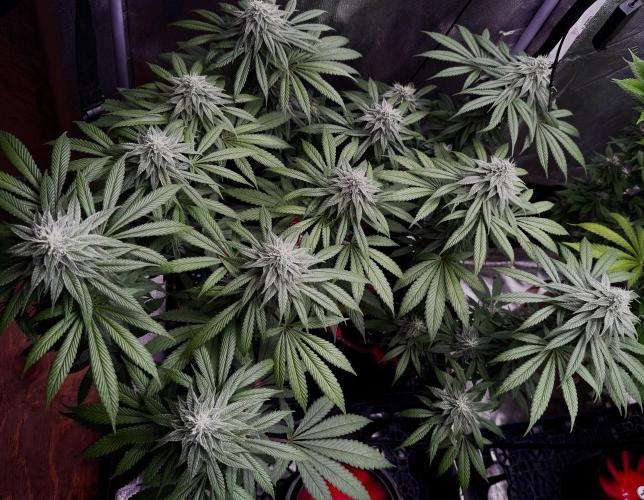 MacNcheese. Week 13