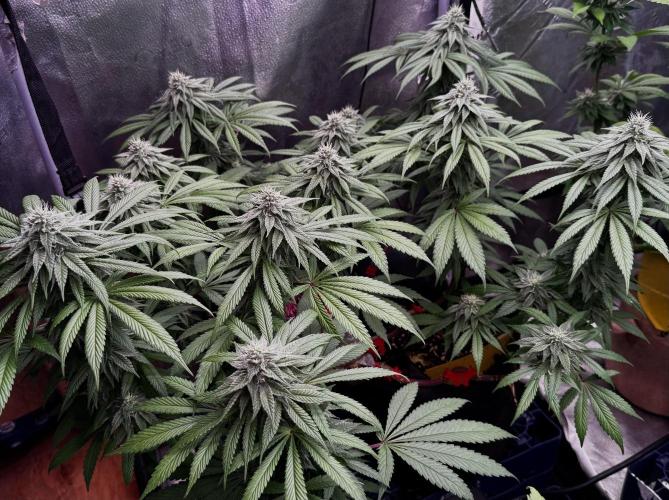 MacNcheese. Week 13