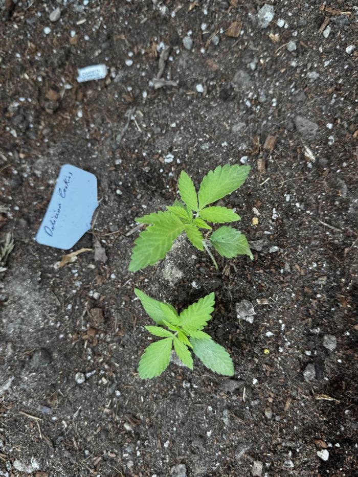 Twins Delicious Cookies. Week 3