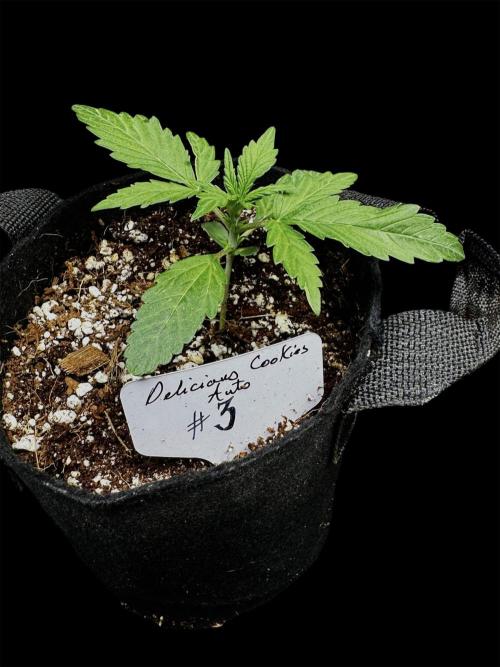 ?Delicious Cookies Auto #3?. Week 2