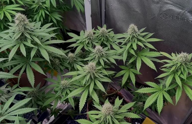 Pure skunk Go Fast