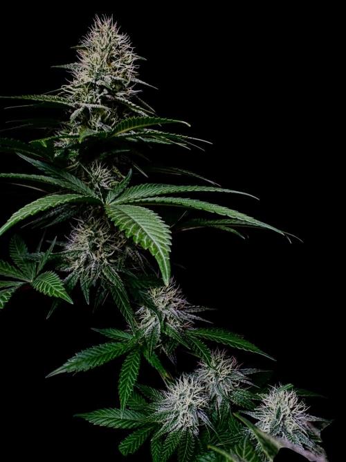 Pure skunk Go Fast. Week 12