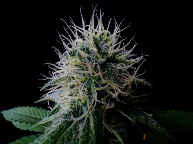 Pure skunk Go Fast. Week 12