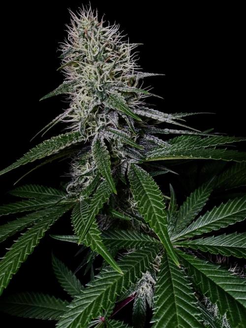 Pure Skunk Go Fast. Week 12