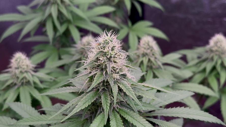 Pure skunk Go Fast