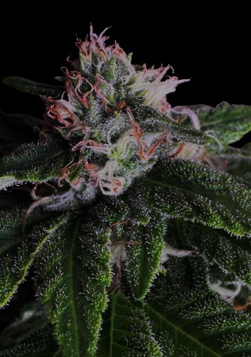 Sour Diesel . Week 14