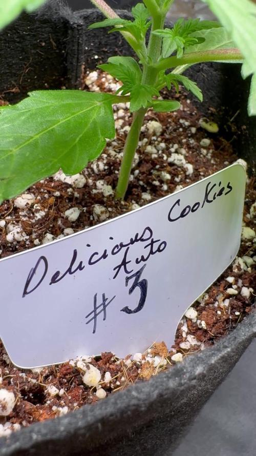 ?Delicious Cookies Auto #3?