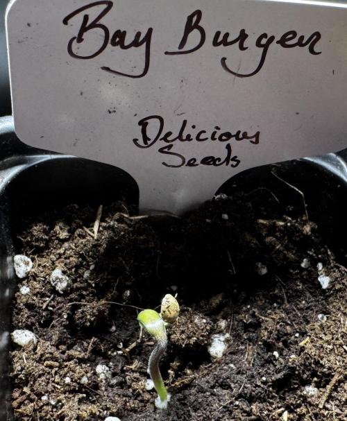 Bay Burger. Week 0