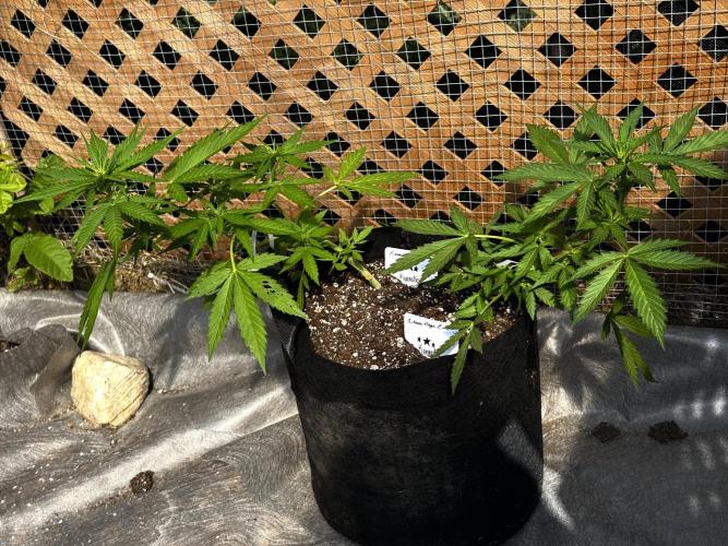 Lemon Haze Auto. Week 6