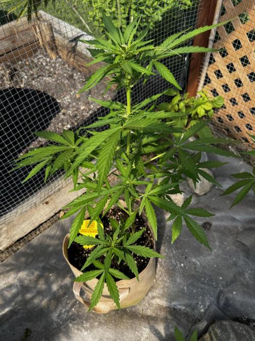 Black Dog. Week 5