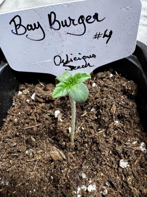 Bay Burger. Week 1