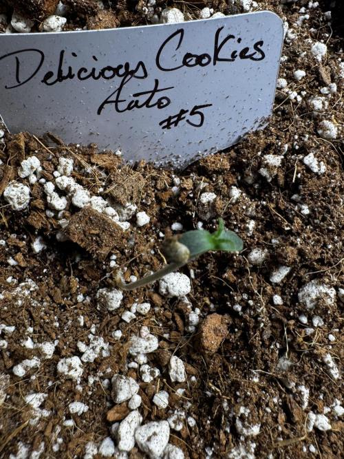 Delicious Cookies Auto. Week 1