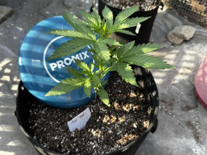 Melon Mosh Auto. Week 4