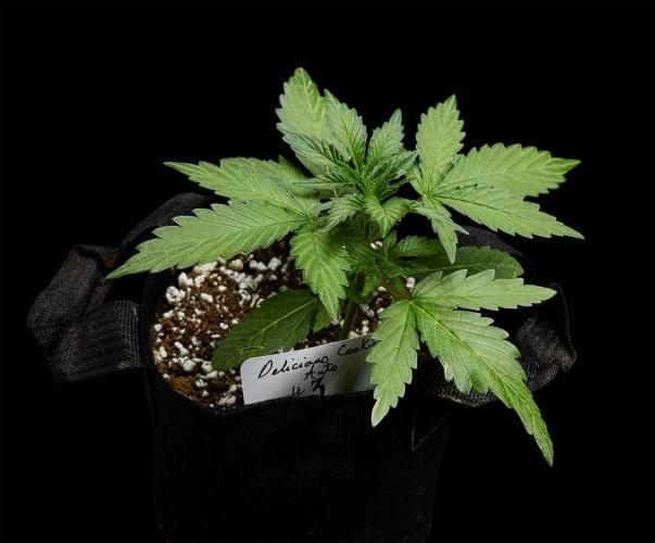 ?Delicious Cookies Auto #3?. Week 3