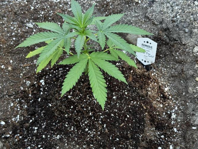 Amnesia Haze Go Fast. Week 6