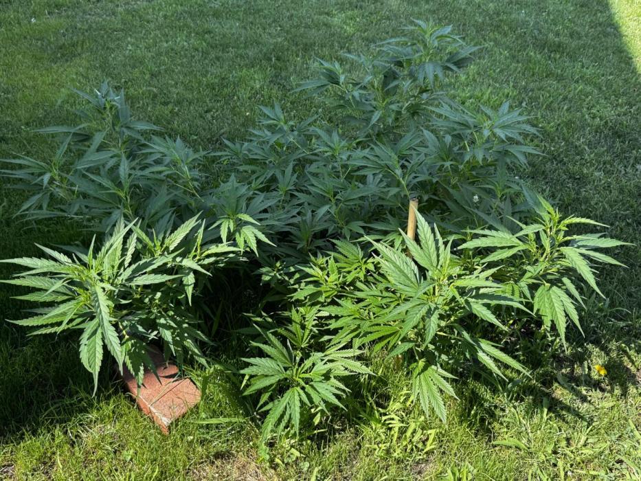 White Widow. Week 15