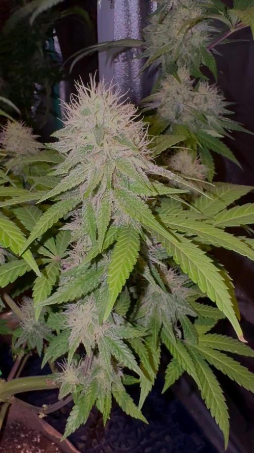Pure skunk Go Fast