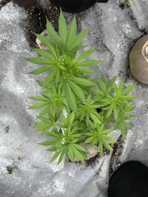 Golosa. Week 7