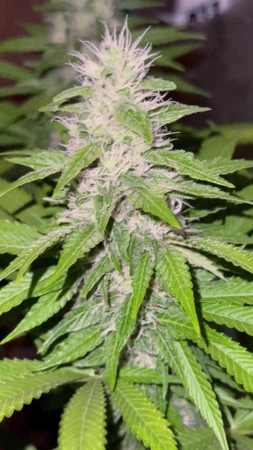 Sour Diesel