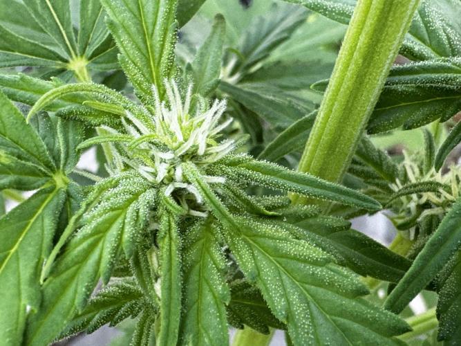 Black Dog. Week 5