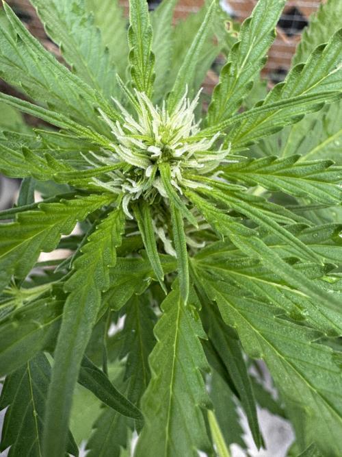 Lemon haze Auto. Week 6