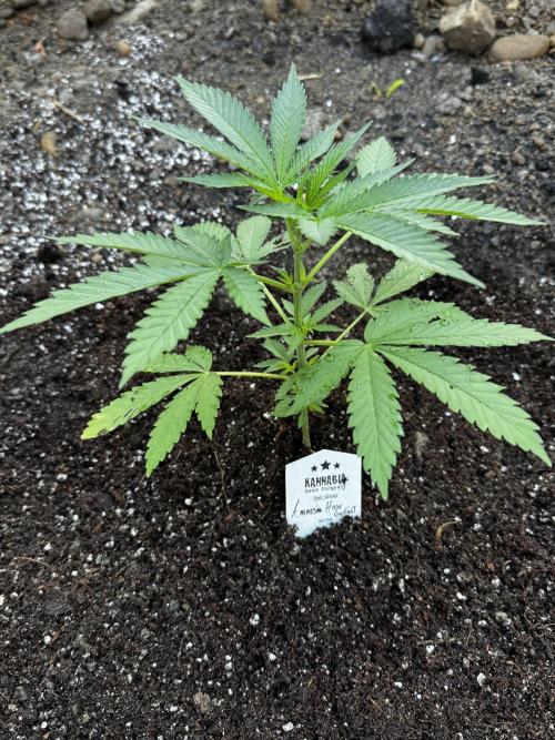 Amnesia Haze Go Fast. Week 6