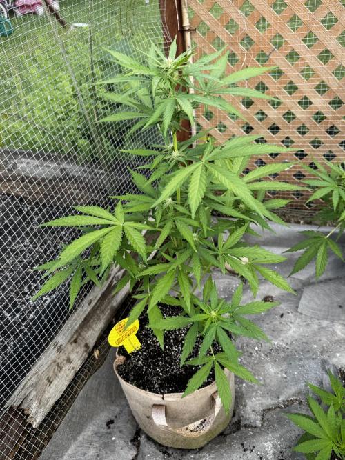 Black Dog. Week 5