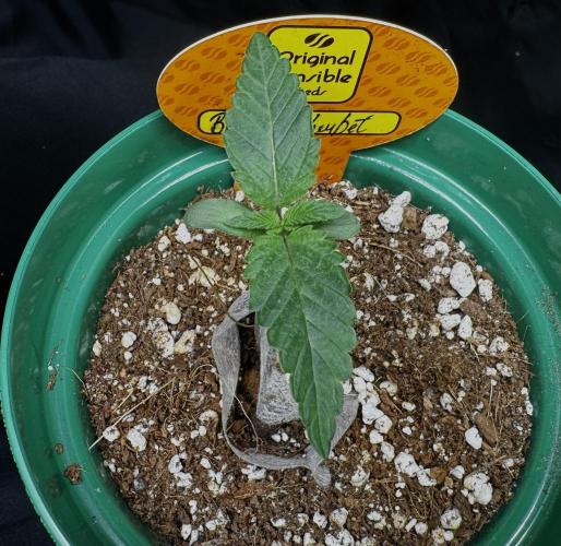 Banana sherbet. Week 3